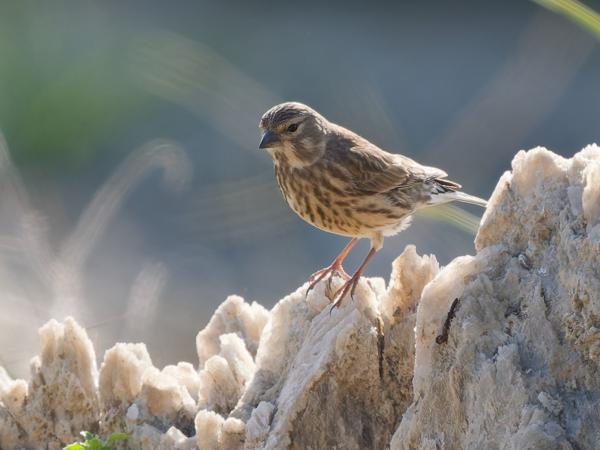 <h3><a href="/trips/kreta/biota/animalia/chordata/aves/040 passeriformes/121 fringillidae/linaria cannabina/linaria cannabina-nl.html">Linaria&nbsp;cannabina</a> / Common&nbsp;linnet / Kneu</h3>OM-1 met OLYMPUS M.150-400mm F4.5 TC, 1/1250 sec  bij F5.6, ISO 800, afstand 17.8&nbsp;m